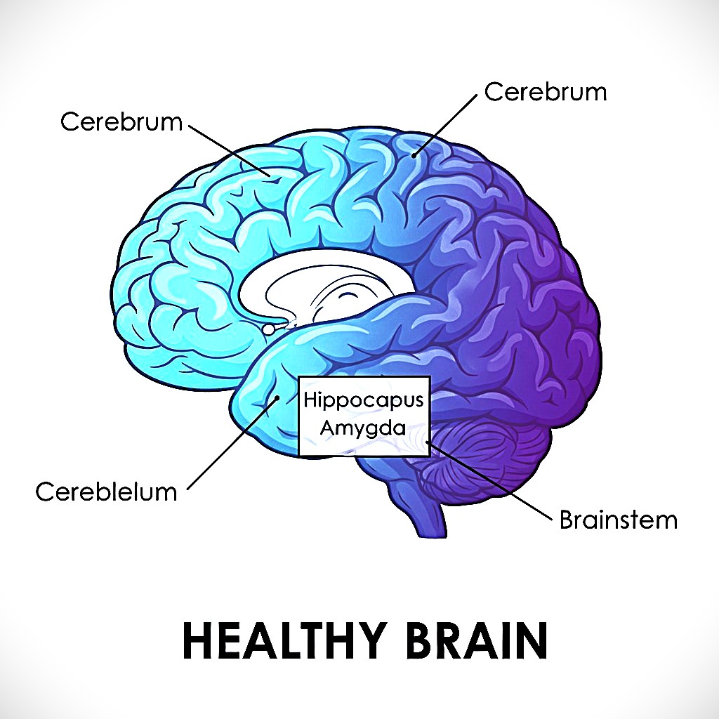 Healthy Brain Structure